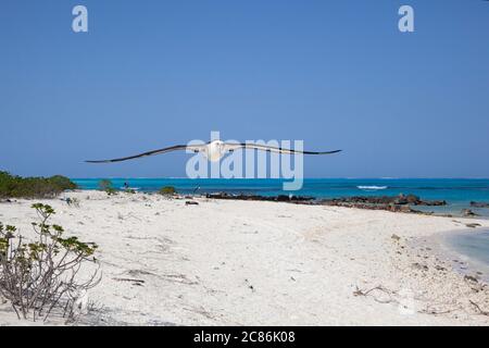 Albratross di Laysan, Phoebastria immutabilis, volando sopra la spiaggia a Sand Island, Midway Atoll National Wildlife Refuge, Papahanaumokuakea Marine MNM, USA Foto Stock