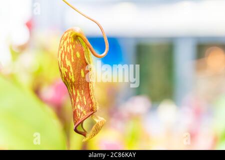 Nepenthes ampullaria, una pianta carnivora in un giardino botanico Foto Stock