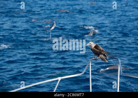 Booby bruno giovanile, sula leucogaster, arroccato sulla ringhiera bowsprit, con dophins filatore che saltano in background, offshore dal sud della Costa Rica Foto Stock