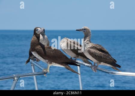 Boobies marrone, sula leucogaster, arroccato su ringhiera bowsprit di barca offshore dal sud della Costa Rica, America Centrale ( Oceano Pacifico Orientale ) Foto Stock