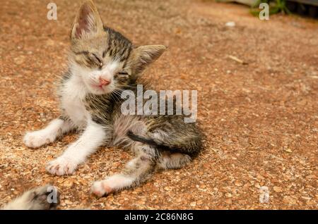 Ammalato debole Kitten Foto Stock