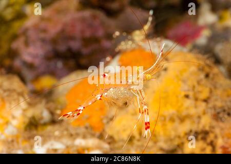 Questo grazioso gamberetto anemone, Ancylomenes venustus, in precedenza Periclimenes venustus, tiene sotto la coda una grande massa di uova, l'Indonesia. Foto Stock