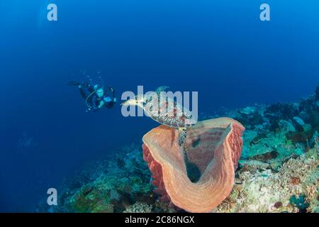 Un subacqueo (MR) con videocamera si avvicina a una tartaruga verde, Chelonia mydas, una specie in via di estinzione, partendo da una spugnetta enorme nel Wakatobi Marine Pr Foto Stock