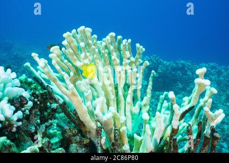Un tang giallo, Zebrasoma flavescens, nuotano tra i rami di un corallo antler, Pocillopura grandis, sbiancato dalle alte temperature dell'acqua, Hawaii Foto Stock