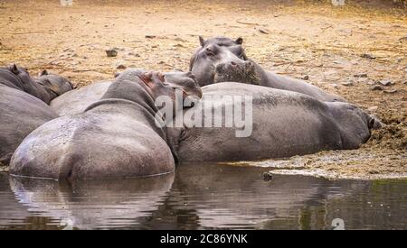 Primo piano di fioriture pigri ippopotami (Hippopotamus anfibio) che si bagnano insieme nel fango presso il loro lago, West Midland Safari Park UK. Animali di ippopotamo inattivi. Foto Stock
