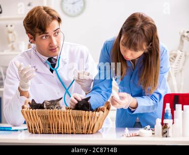 Il dottore e assistente in clinica veterinaria a controllare gattino Foto Stock