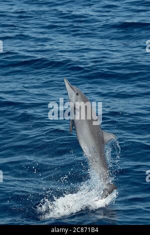 Delfino giovanile dello Spinner orientale, Stenella longirostris orientalis, o Spinner dell'America centrale, Stenella longirostris centroamericana, salto di vitello Foto Stock