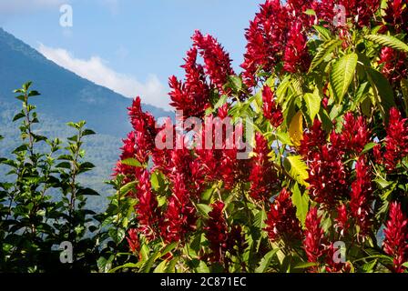 Fiori all'aperto nel giardino del Guatemala bagnati di luce naturale al mattino con cielo blu, fonte organica di ossigeno. Foto Stock