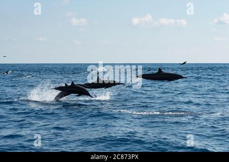 Delfini orientali, Stenella longirostris orientalis, o centramericano, S. l. centroamericana, porpoising ad alta velocità, Costa Rica Foto Stock