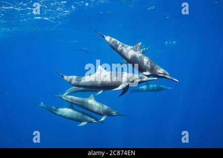 Delfini orientali, Stenella longirostris orientalis, o centramericano, Stenella longirostris centroamericana, Costa Rica Foto Stock