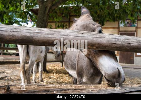 Asino guardando attraverso una recinzione di legno. Sfondo fuori fuoco. Foto Stock