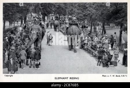 Giardini zoologici di Londra, Regent's Park - escursioni sugli elefanti. Foto Stock