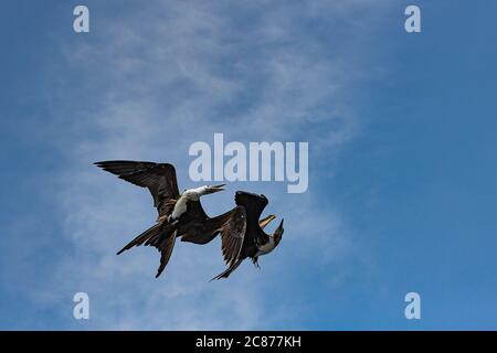 Combattimento aereo tra magnifici uccelli fregati, Fregata magnificens, giovani a sinistra e donne di transizione a destra, al largo della Costa Rica meridionale Foto Stock