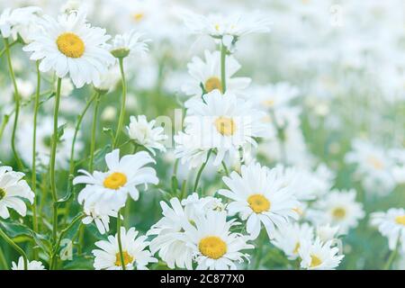 camomiles bianco prato fiorire in estate Foto Stock