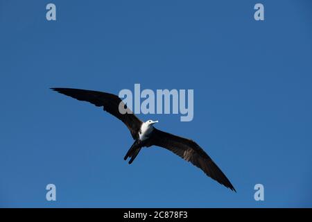 Magnifico uccello fregato, Fregata magnificens, offshore dal sud della Costa Rica, America Centrale ( Oceano Pacifico Orientale ) Foto Stock