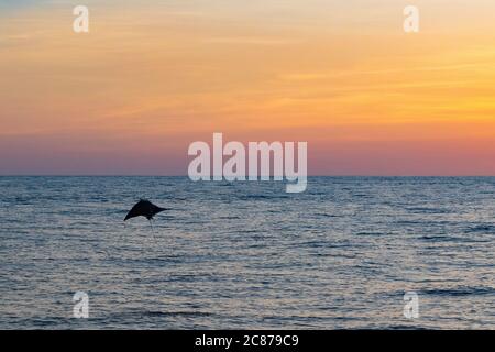 Raggio di mobula o raggio di diavolo, Moula sp., saltando in aria al tramonto, offshore dal sud della Costa Rica, America Centrale ( Oceano Pacifico Orientale ) Foto Stock