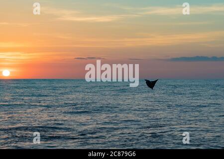 Raggio di mobula o raggio di diavolo, Moula sp., saltando in aria al tramonto, offshore dal sud della Costa Rica, America Centrale ( Oceano Pacifico Orientale ) Foto Stock