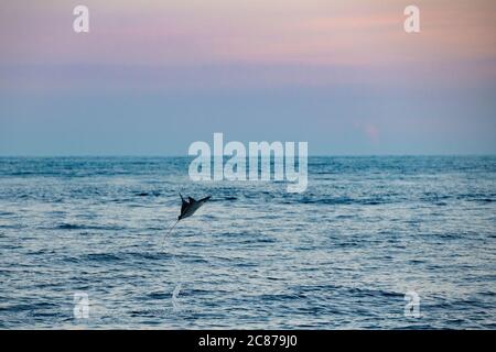 Raggio di mobula o raggio di diavolo, Mobula sp., saltando in aria, offshore dal sud della Costa Rica, America Centrale ( Oceano Pacifico Orientale ) Foto Stock