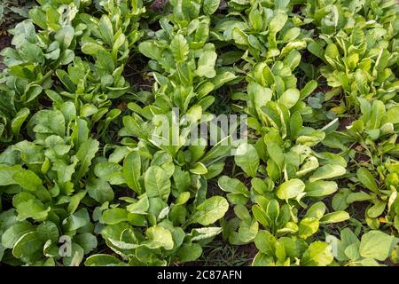 Allevamento di ravanelli nel giardino della casa, foglie di ravanello fresco che crescono nel campo Foto Stock