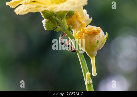 ANT spostare su pianta, su sfondo sfocato verde Foto Stock