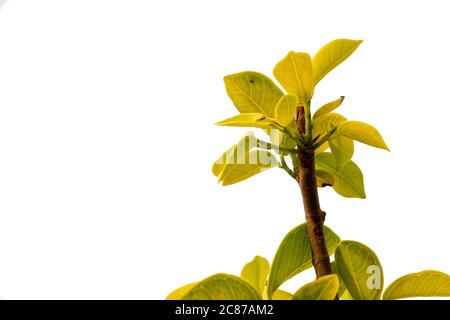 Piante verdi isolate su un fondo bianco Foto Stock