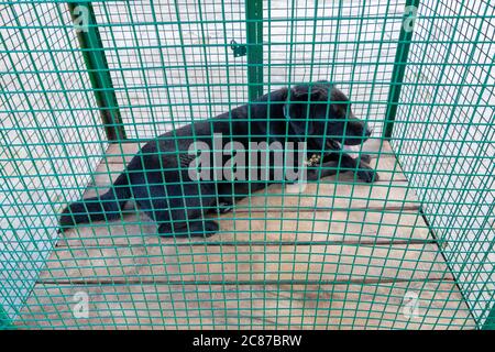 Black labrador Retriever cane che si posa all'interno della barra verde della gabbia, cani Shelter Foto Stock