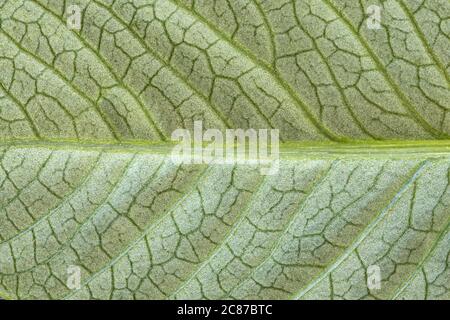 Immagine molto dettagliata della struttura verde della foglia, sfondo Foto Stock