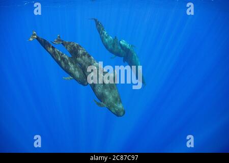 Balenottere pilota a corto alettato, Globicephala macrorhynchus, socializzando in oceano aperto, Kona, Hawaii (la Grande Isola), U.S.A., Pacifico Foto Stock