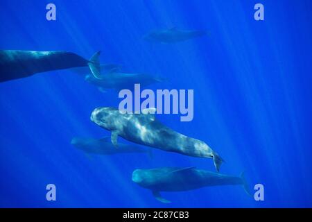 Giovane balena pilota alettato corto, Globicephala macrorhynchus (centro), nuotate con pod, Kona, Hawaii, U.S.A. (Oceano Pacifico Centrale) Foto Stock