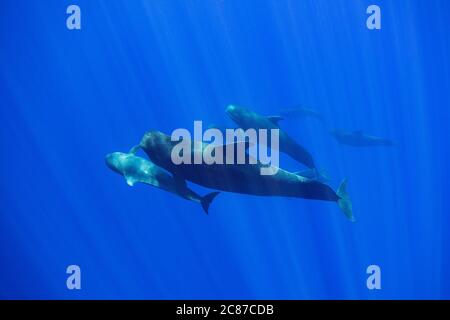 Giovane pilota di balena a corto alettato, Globicephala macrorhynchus, gioca con un grande adulto in pod che viaggia attraverso l'oceano aperto, Kona, Hawaii, USA, Pacifico Foto Stock