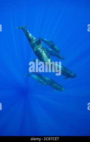 Balene da pilota a corto alettato, Globicephala macrorhynchus, che nuotano attraverso l'oceano aperto, Kona, Hawaii (la Big Island), USA, Pacifico Foto Stock