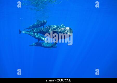 Balene da pilota a corto alettato, Globicephala macrorhynchus, che nuotano attraverso l'oceano aperto, Kona, Hawaii (la Big Island), USA, Pacifico Foto Stock