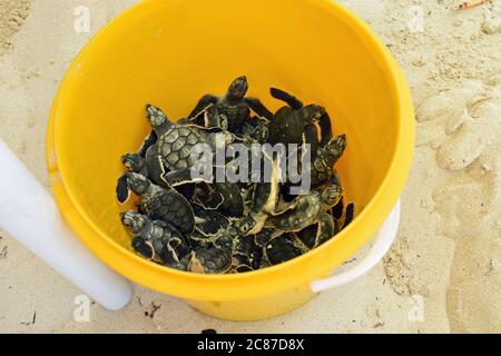 Le tartarughe di mare verde (Chelonia mydas) si aggirano intorno in un secchio giallo luminoso dopo essere state salvate da un nido a Cozumel, Messico Foto Stock