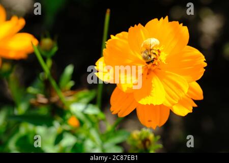 Ape di miele (Apis mellifera) che raccoglie polline su un cosmo giallo (Cosmos sulfureus) in un giardino di Glebe, Ottawa, Ontario, Canada. Foto Stock