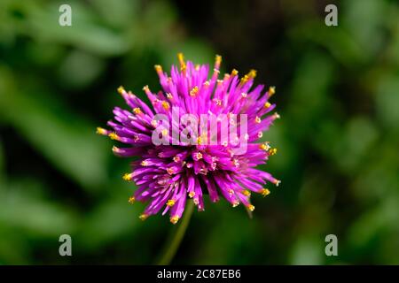 Globo amaranto (Gomphrena globosa 'Fuochi d'artificio'?) Infiorescenza con petali viola con punta gialla che si apallettano a disurlarsi, Ottawa, Ontario, Canada. Foto Stock