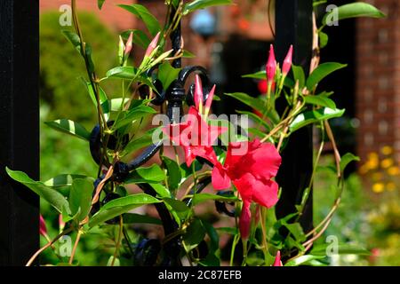 Fiori rosso intenso e profondo di una mandevilla (Mandevilla sanderi) in un giardino di Glebe, Ottawa, Ontario, Canada. Foto Stock