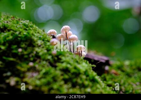 Il fungo di paracadute (Marasmius rotula), con il suo nome, è un muschio di un log in Gatineau Park, Quebec, Canada. Foto Stock