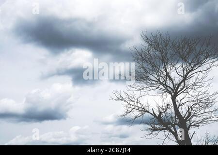 Copia ramo di albero di spazio con cielo estivo astratto di colore minimo tono concetto sfondo. Foto Stock