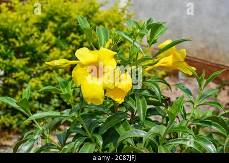 Fiori gialli di Alamanda con foglie verdi e rami al Giardino. Foto Stock