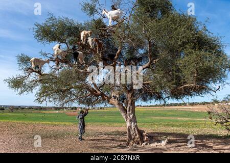 Capre che riposano nell'albero di Argan (Argania spinosa) in Marocco Foto Stock
