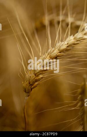 Grano invernale in attesa di raccolto in un campo agricolo canadese. Foto Stock