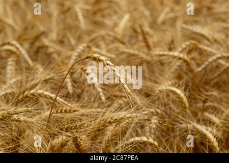 Grano invernale in attesa di raccolto in un campo agricolo canadese. Foto Stock