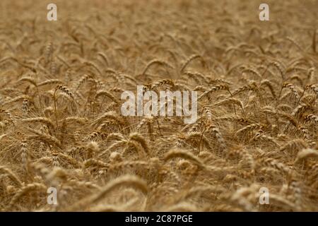 Grano invernale in attesa di raccolto in un campo agricolo canadese. Foto Stock