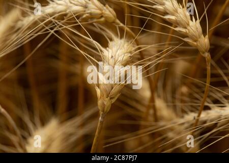 Grano invernale in attesa di raccolto in un campo agricolo canadese. Foto Stock