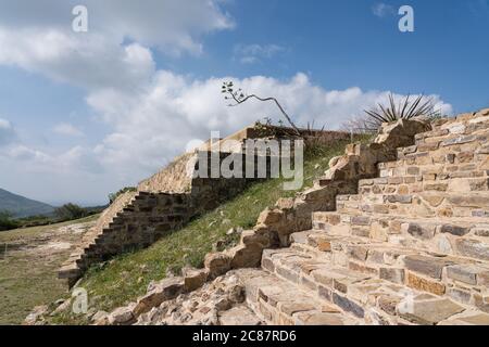 Un'agave punta di fiori sulle rovine della East House o Casa de Oriente nella città di Zapotec di Atzompa, vicino a Oaxaca, Messico. Foto Stock