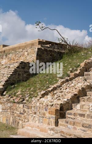 Un'agave punta di fiori sulle rovine della East House o Casa de Oriente nella città di Zapotec di Atzompa, vicino a Oaxaca, Messico. Foto Stock