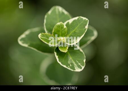 primo piano di un grappolo di foglie di un arbusto Foto Stock