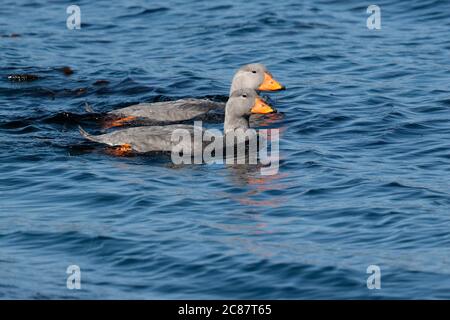 Flying Steamer Duck (Tachieres patachonicus) - Coppia di nuoto nel canale di Beagle, Parco Nazionale di Tierra del Fuego, Ushuaia, Argentina 25 Marzo 2018 Foto Stock