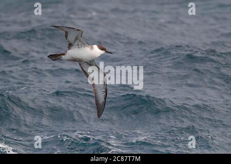 Great Shearwater (Puffinus gravis), vista dal basso, in volo sopra l'Oceano Atlantico meridionale 10 aprile 2018 Foto Stock