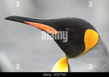 Re Pinguino (Atenodytes patagonica) - primo piano sotto la pioggia, Salisbury Plain, Georgia del Sud 2 aprile 2018 Foto Stock